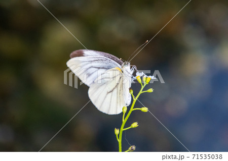 蝶　クローズアップ 71535038