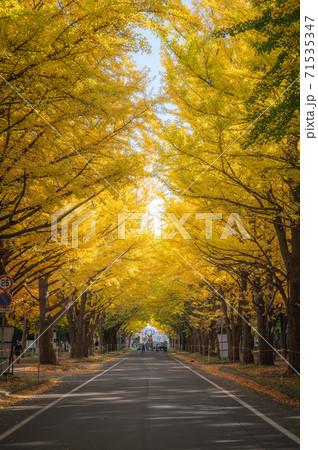 北海道大学イチョウ並木 北海道大学イチョウ並木 71535347