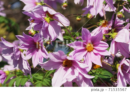 皇帝ダリア　Dahlia imperialis 71535567