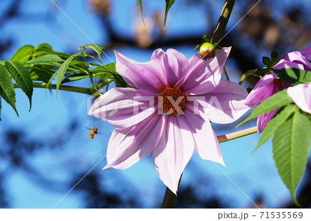 皇帝ダリア　Dahlia imperialis 71535569