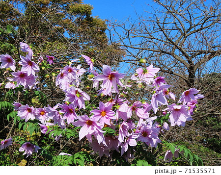 皇帝ダリア　Dahlia imperialis 71535571