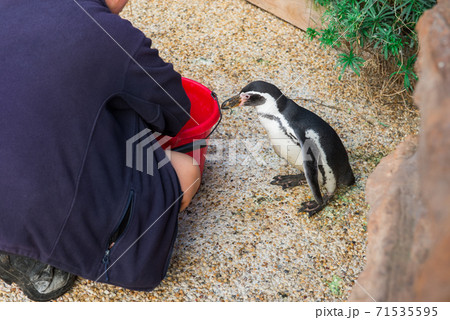 No face worker's hand feeding penguin at the contact zoo. Selective focus. Copy space. No face worker's hand feeding penguin at the contact zoo. Selective focus. Copy space. 71535595