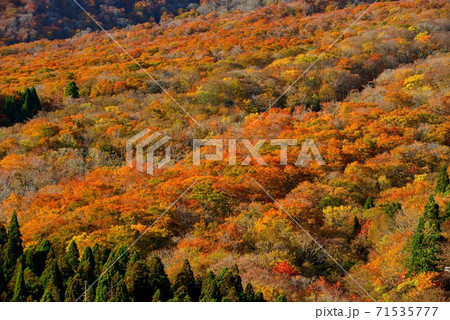 大山の紅葉 大山の紅葉 71535777