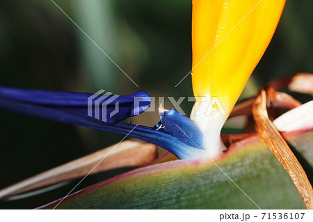 ゴクラクチョウカ Strelitzia ゴクラクチョウカ Strelitzia 71536107