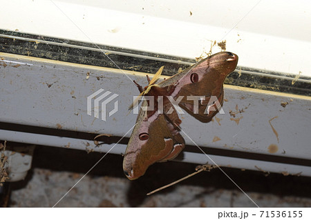 ヒメヤママユ ヒメヤママユ 71536155