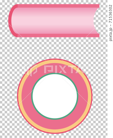 血管の構造 断面図 血管の構造 断面図 71536302