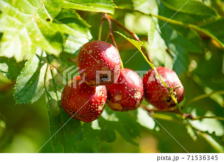 オオミサンザシ 大実山査子 学名 Crataegus Pinnatifida Var Majorの写真素材