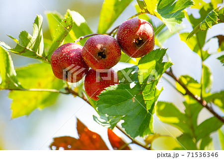 オオミサンザシ（大実山査子）、学名：Crataegus pinnatifida var. major 71536346
