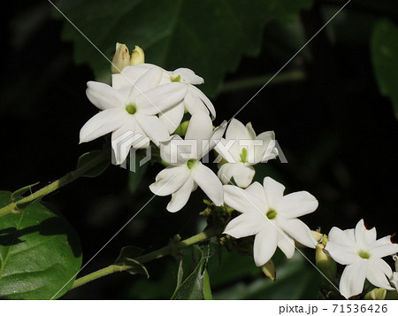 スタージャスミン Trachelospermum Jasminoidesの写真素材