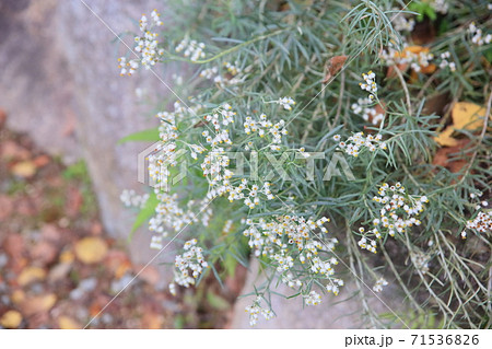 カワラハハコの花 カワラハハコの花 71536826