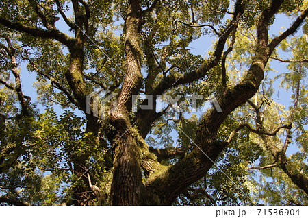 鳥飼八幡宮の御神木「夫婦楠」 71536904