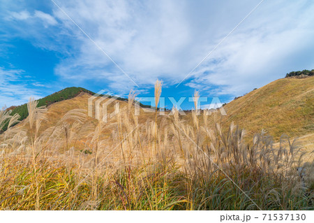 曽爾高原のススキ 曽爾高原のススキ 71537130