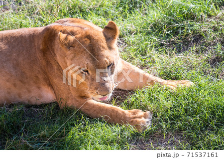【舌を出す多摩動物園公園の雌ライオン】 【舌を出す多摩動物園公園の雌ライオン】 71537161
