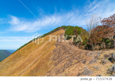 亀山峠から見た二本ボソ（曽爾高原） 71537416