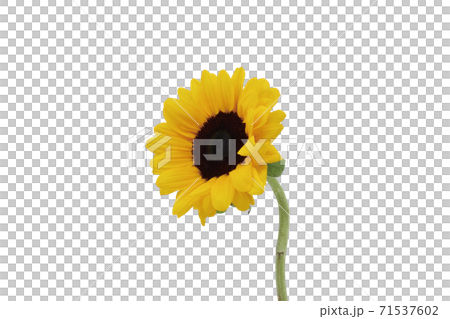 花 ヒマワリ 拡大 71537602