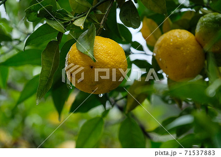 秋山の実り。柚子の木。 71537883