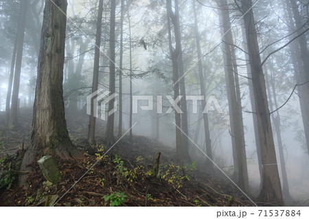 霧の奥多摩の森。 霧の奥多摩の森。 71537884