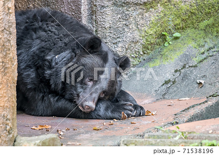 【お昼寝中の多摩動物公園のツキノワグマ】 71538196