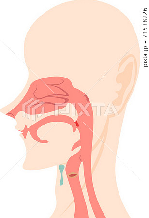 口腔 気道 内部 構造 イラストのイラスト素材