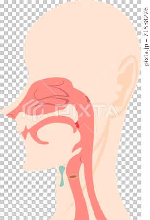 口腔　気道　内部　構造　イラスト 71538226