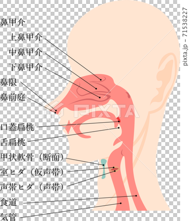 口腔 気道 内部 構造 イラスト 説明付きのイラスト素材