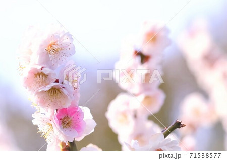 美しい梅の花 美しい梅の花 71538577