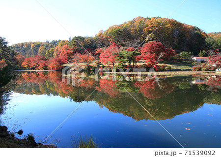 モミジ・秋の蛇の鼻遊楽園(福島県・本宮市) モミジ・秋の蛇の鼻遊楽園(福島県・本宮市) 71539092