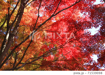 モミジ・秋の蛇の鼻遊楽園（福島県・本宮市） 71539098