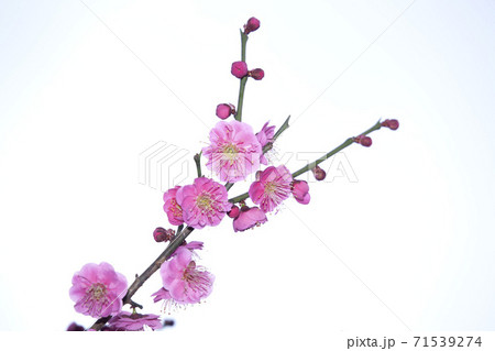 ピンクの梅の花 ピンクの梅の花 71539274