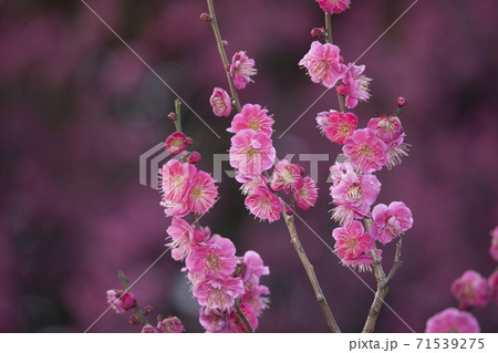 ピンクの梅の花 ピンクの梅の花 71539275