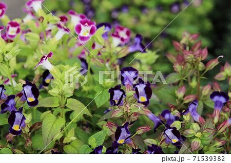 秋の花壇に咲くトレニアの花 秋の花壇に咲くトレニアの花 71539382