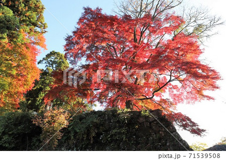 奈良県　高取城の紅葉 71539508
