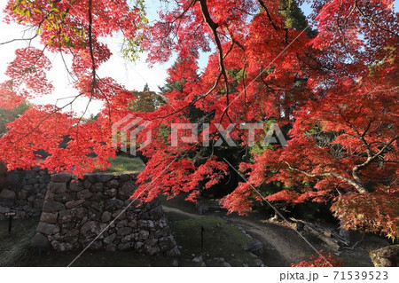奈良県　高取城の紅葉 71539523