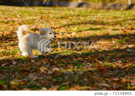 ドックランで楽しそうに遊ぶ子犬　ポメックス 71539903