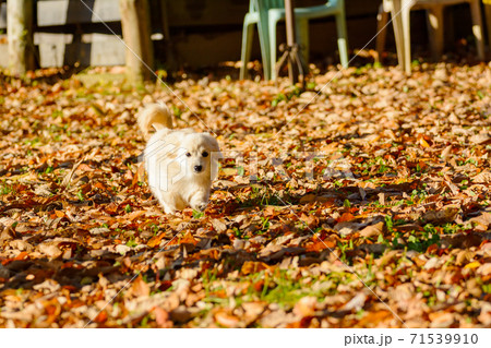 ドックランで楽しそうに遊ぶ子犬 ポメックス ドックランで楽しそうに遊ぶ子犬 ポメックス 71539910