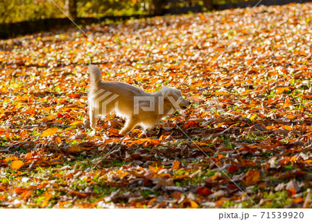 ドックランで楽しそうに遊ぶ子犬　ポメックス 71539920