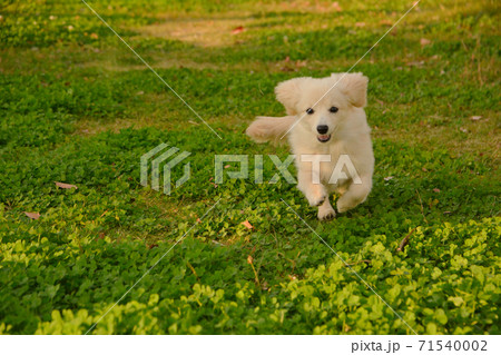 ドックランで楽しそうに遊ぶ子犬 ポメックス ドックランで楽しそうに遊ぶ子犬 ポメックス 71540002