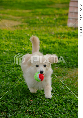 ドックランで楽しそうに遊ぶ子犬　ポメックス 71540017