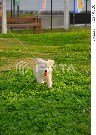 ドックランで楽しそうに遊ぶ子犬 ポメックス ドックランで楽しそうに遊ぶ子犬 ポメックス 71540020