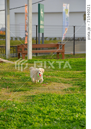 ドックランで楽しそうに遊ぶ子犬 ポメックス ドックランで楽しそうに遊ぶ子犬 ポメックス 71540021