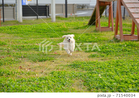 ドックランで楽しそうに遊ぶ子犬 ポメックス ドックランで楽しそうに遊ぶ子犬 ポメックス 71540034