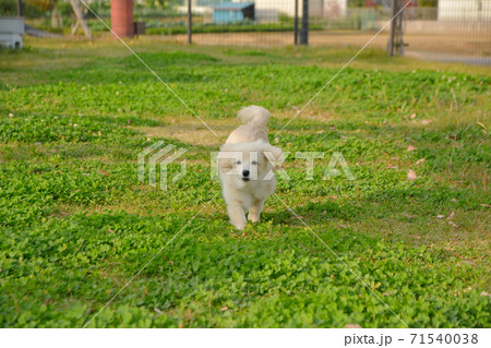 ドックランで楽しそうに遊ぶ子犬 ポメックス ドックランで楽しそうに遊ぶ子犬 ポメックス 71540038