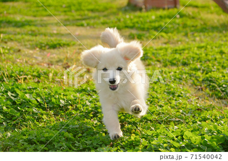 ドックランで楽しそうに遊ぶ子犬　ポメックス 71540042