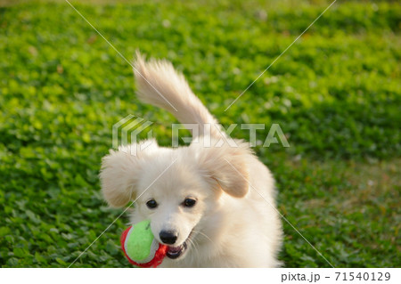ドックランで遊ぶ子犬　ポメックス 71540129
