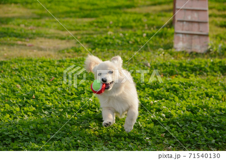 ドックランで遊ぶ子犬　ポメックス 71540130