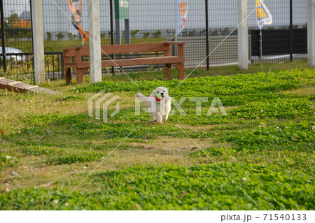 ドックランで遊ぶ子犬　ポメックス 71540133