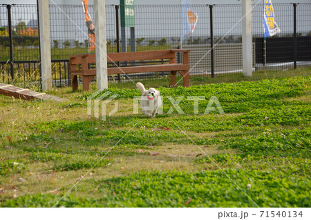 ドックランで遊ぶ子犬　ポメックス 71540134