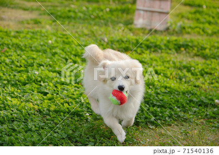 ドックランで遊ぶ子犬 ポメックス ドックランで遊ぶ子犬 ポメックス 71540136