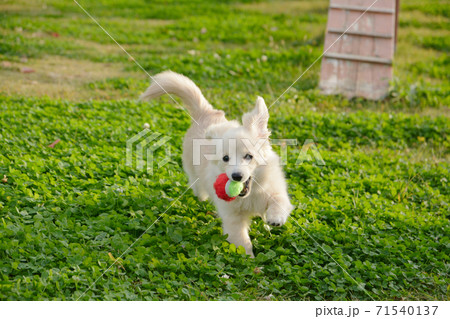 ドックランで遊ぶ子犬 ポメックス ドックランで遊ぶ子犬 ポメックス 71540137