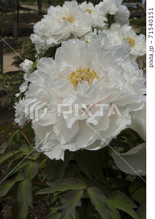 この白色の牡丹の花の名前は白鳥の湖です の写真素材